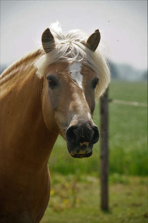 horse close upの写真素材