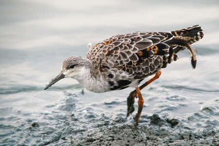 Pied sandpiper looking for food during low tideの写真素材