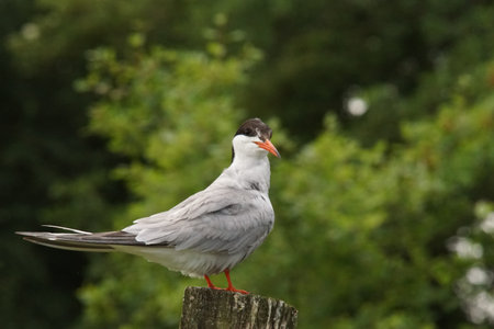 a tern on a pole