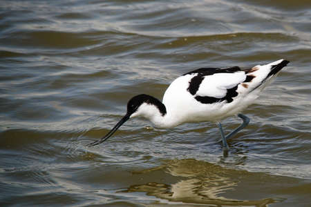 a avocet searches for food in the waterの写真素材