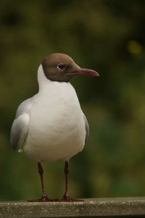 a black-headed gullの写真素材