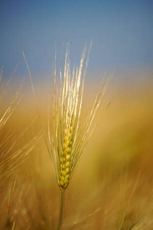 a barley halmの写真素材
