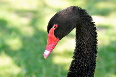 a black swan close upの写真素材