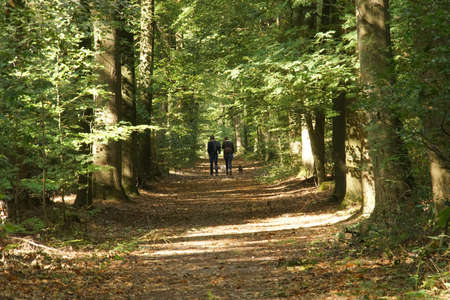 walking with the dogs through the forestの写真素材