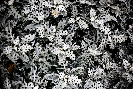 A monochrome shot of leaves with emphasized emphasis