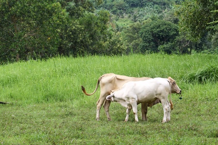 two thai cows in grass land の写真素材