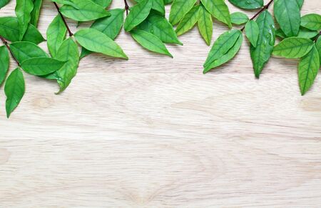 green leaves on the wooden background の写真素材