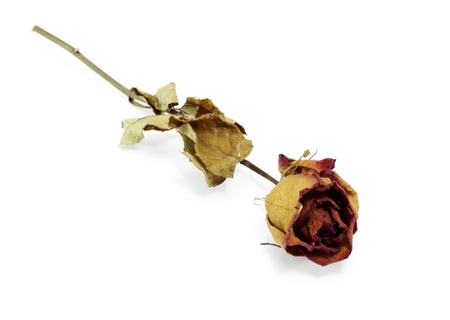 dried rose の写真素材