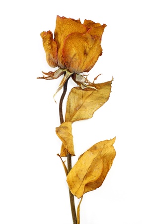 one dry rose on a white background の写真素材