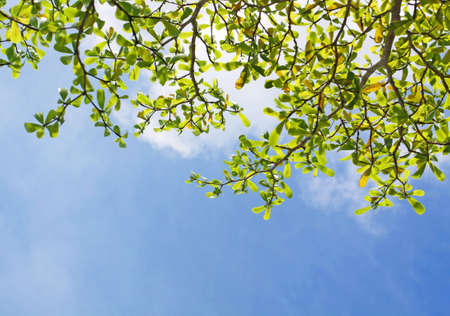 green leaves on blue skyの写真素材