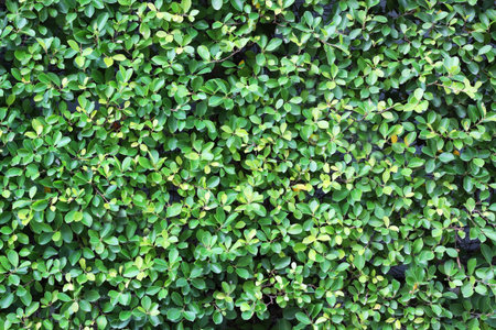 Green leaves wall background 