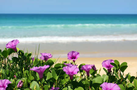 purple flower by the seaの写真素材