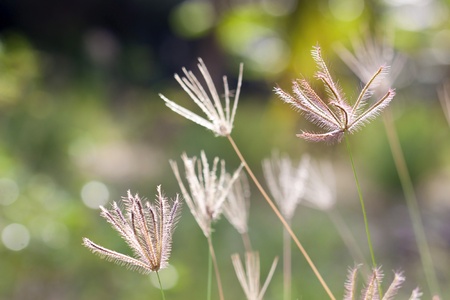 prairie grass の写真素材