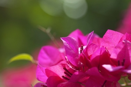 Paper Flower, Bougainvillea glabra の写真素材
