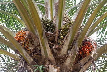 Palm oil, a well-balanced healthy edible oil is now an important energy source for mankind  It comes from the fruit itself  reddish orange   のeditorial素材