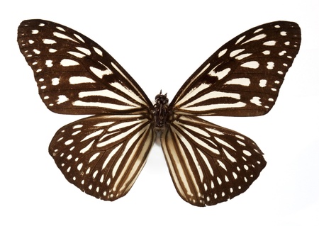 White Tiger butterfly Isolated over whiteの写真素材