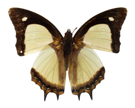 butterfly on white backgroundの写真素材