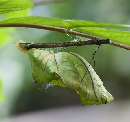 Butterfly chrysalis hanging on branch の写真素材