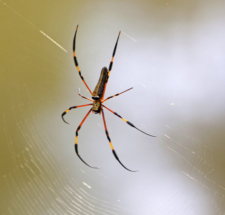 Golden Orb Web Spider 
