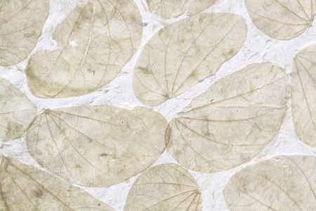 dry leaf on white paper backgroundの写真素材