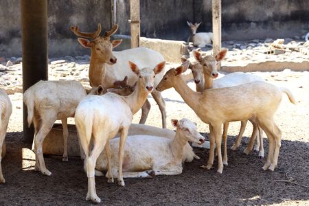 white deer の写真素材