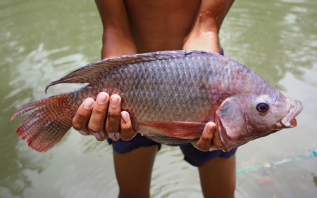  big tilapia in hands の写真素材