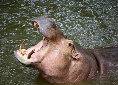 Hippo Hippopotamus open its mouthの写真素材