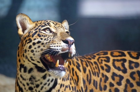 Leopard portraitの写真素材