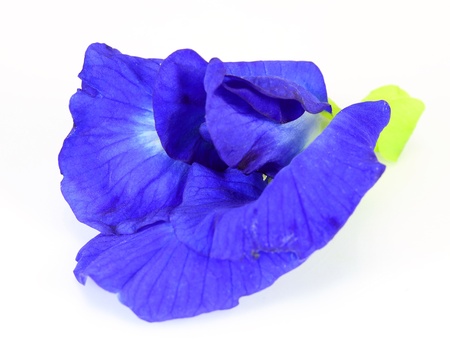 Butterfly Pea on white background の写真素材