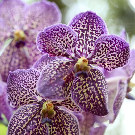 close up the purple orchid の写真素材