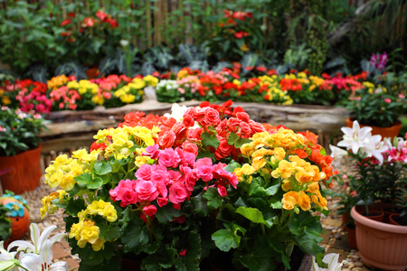 colorful flower in the garden の写真素材