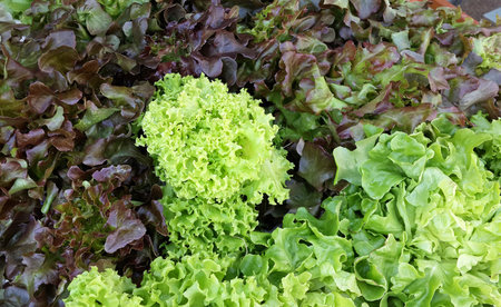 Hydroponic vegetable Green Oak, Red Coral