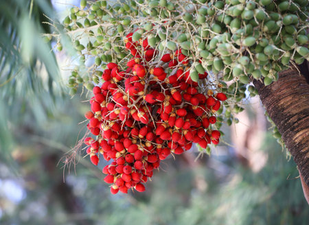 Ripe Betel Nut or Areca Nut Palm on Tree の写真素材