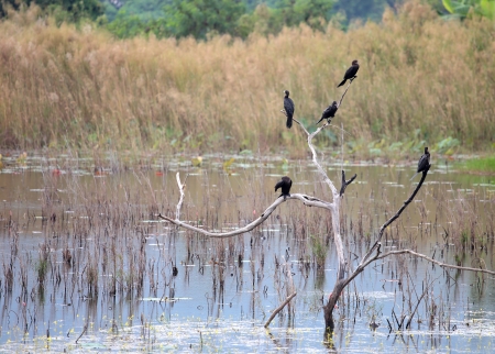 Cormorants on treeの写真素材