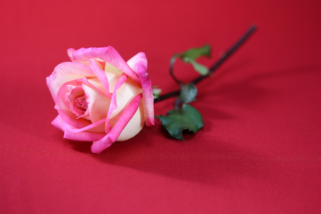 Pink Roses on a red background の写真素材