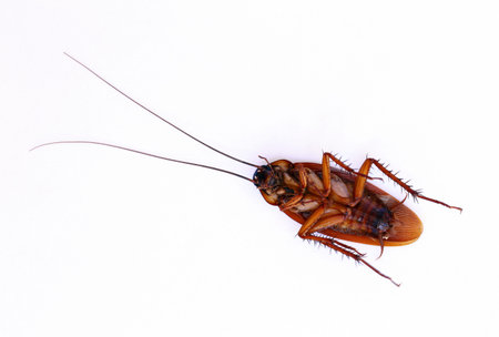 Close up cockroach on white 