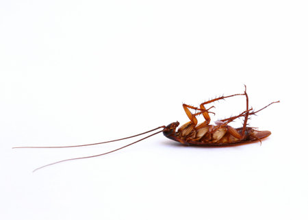 Close up cockroach on white 