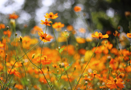 Yellow cosmos flowerの写真素材