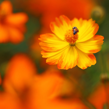 Yellow cosmos flowerの写真素材
