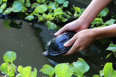 hand release a turtleの写真素材
