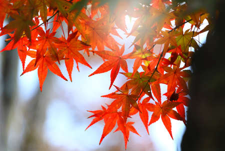 Red maple leafの写真素材