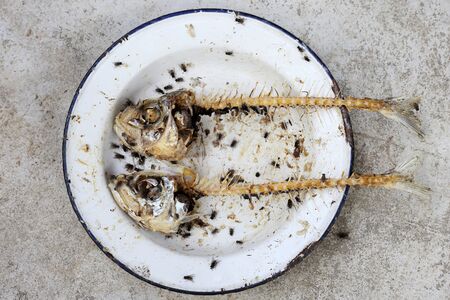 eaten fish with head and tail with fliesの写真素材