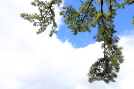 Pine branches, pine tree pine wood, evergreen pineの写真素材
