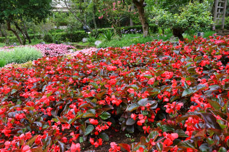colorful flower in the gardenの写真素材