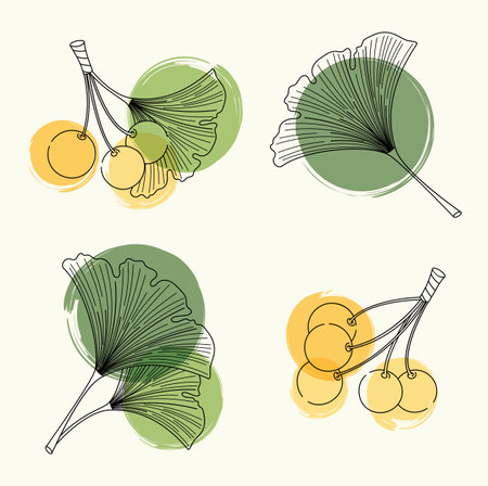 Vector set sketches of leaves and berries of ginkgo biloba. Illustration for the cosmetics and alternative medicineのイラスト素材