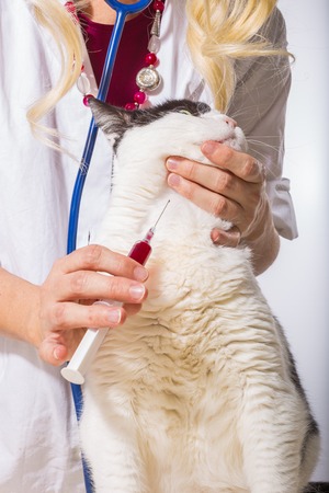 Conceptual demonstration of a veterinarian woman doctor taking blood sample from a cat.の写真素材