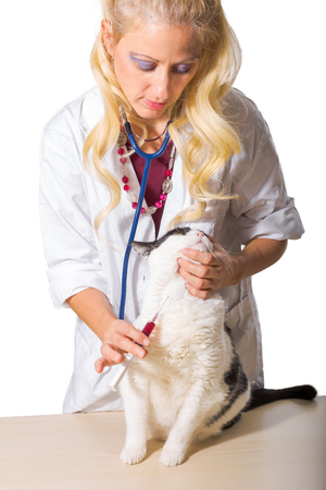 Conceptual demonstration of a veterinarian woman doctor taking blood sample from a cat. Isolated on white background.の写真素材