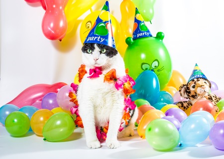 Black and white cat in animal party surrounded by colorful balloons, with hat and Hawaiian flower necklace, on white background.の写真素材