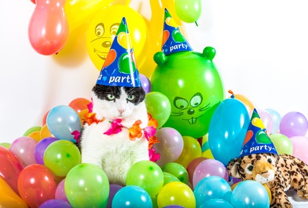 Black and white cat in animal party surrounded by colorful balloons, with hat and Hawaiian flower necklace, on white background.の写真素材