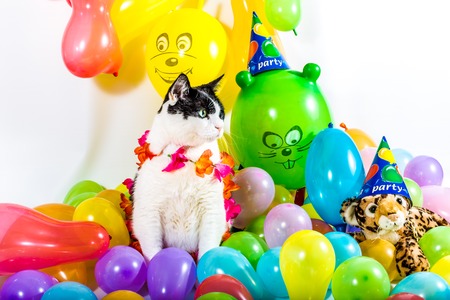 Black and white cat in animal party surrounded by colorful balloons, with Hawaiian flower necklace, on white background.の写真素材
